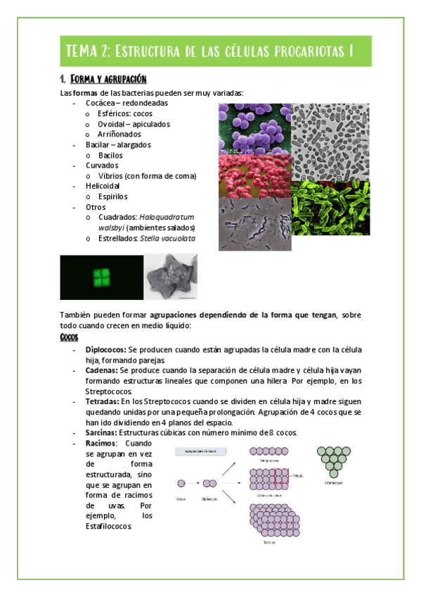 Miniatura del documento TEMA-2-PROCARIOTAS-I-MICROBIOLOGIA.pdf