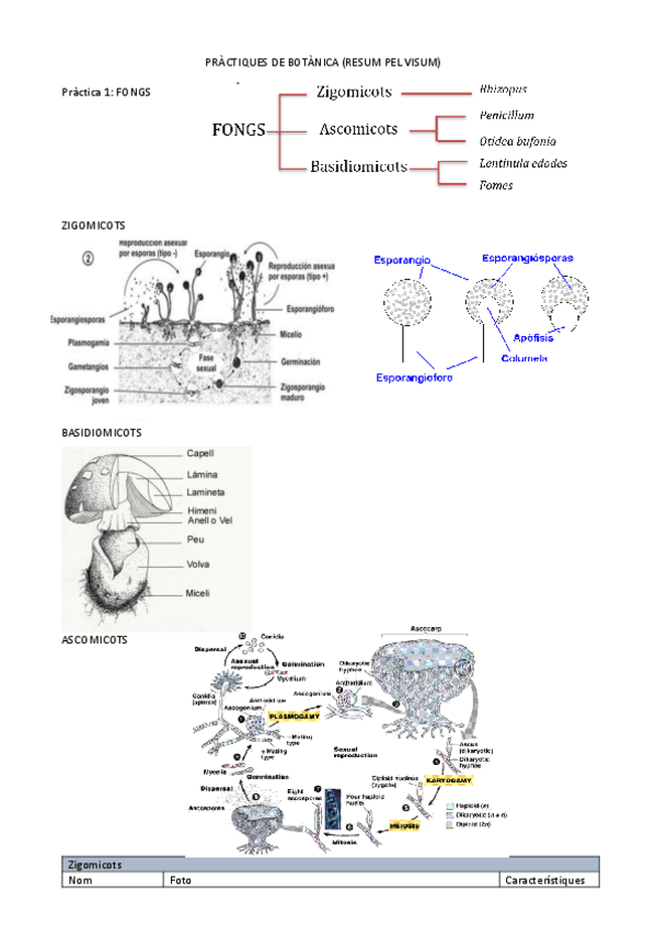 Miniatura del documento Visum-de-practiques-DE-BOTANICA.pdf