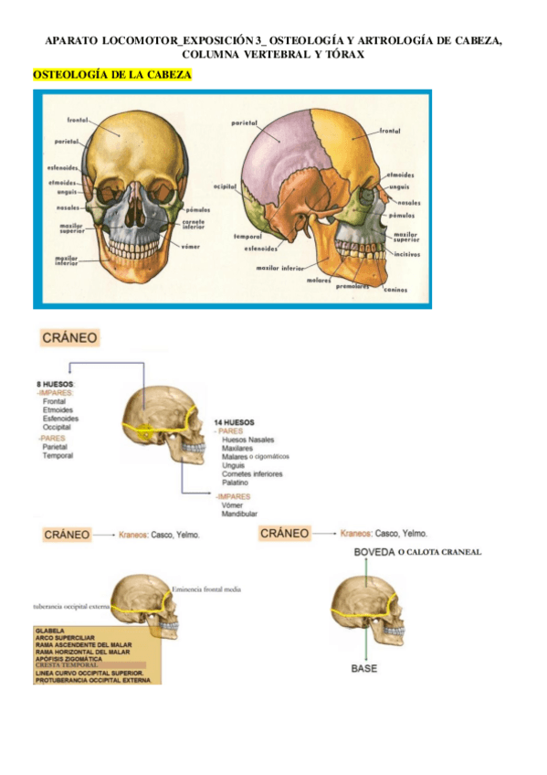 Miniatura del documento Exposicion-3-Osteroartrologia-cabeza-columna-y-torax.pdf