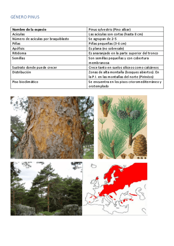 Miniatura del documento Familia-Pinaceae.pdf