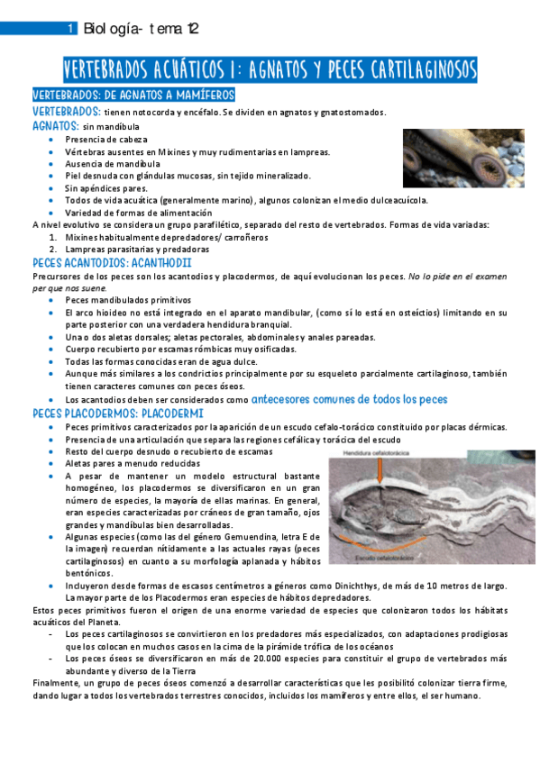 Miniatura del documento 12.pdf