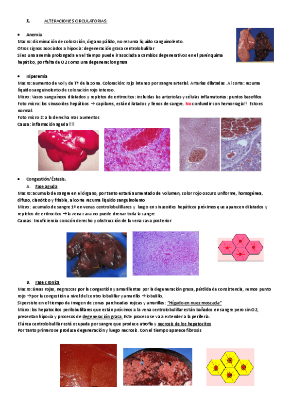 Miniatura del documento HIGADO-II-Y-III.pdf