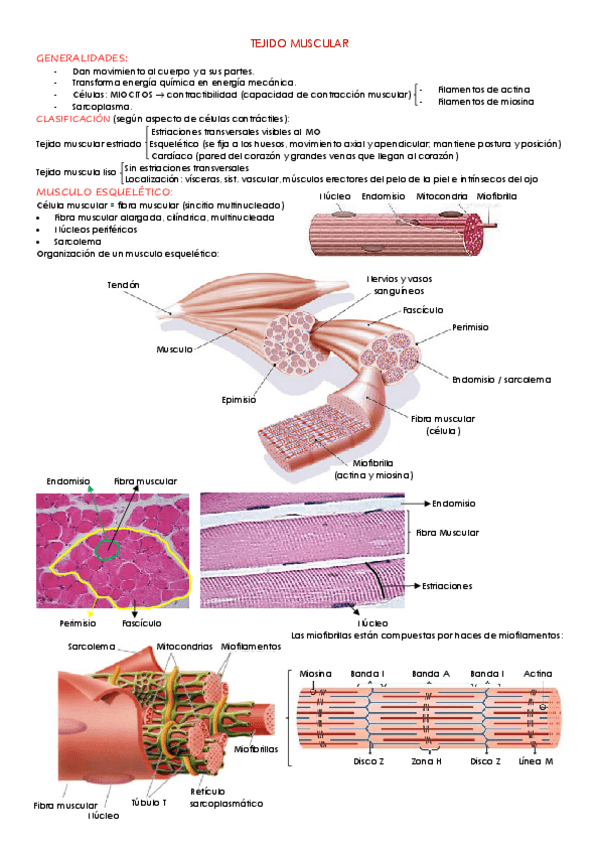 Miniatura del documento TEJIDO-MUSCULAR.pdf