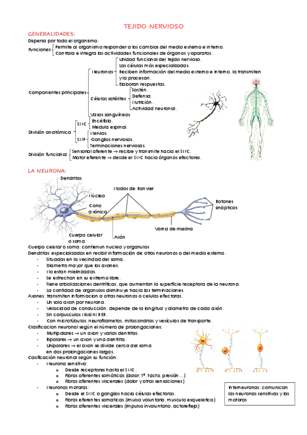 Miniatura del documento TEJIDO-NERVIOSO.pdf