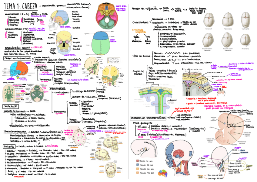 Miniatura del documento Apuntes-Anato-II-3.pdf