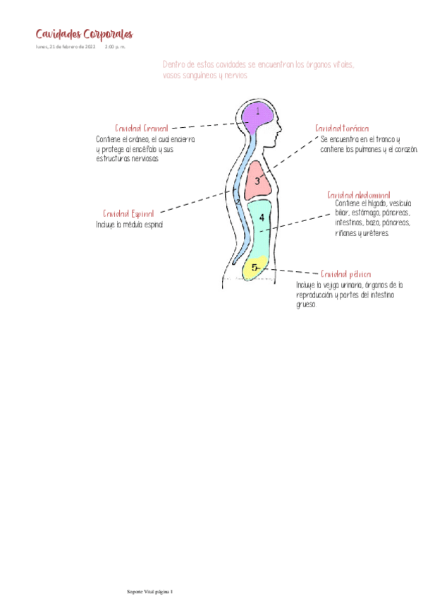 Miniatura del documento Cavidades-Corporales.pdf