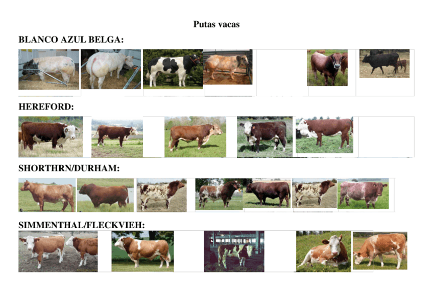 Miniatura del documento Putas-vacas-de-puta-raza-negra.pdf