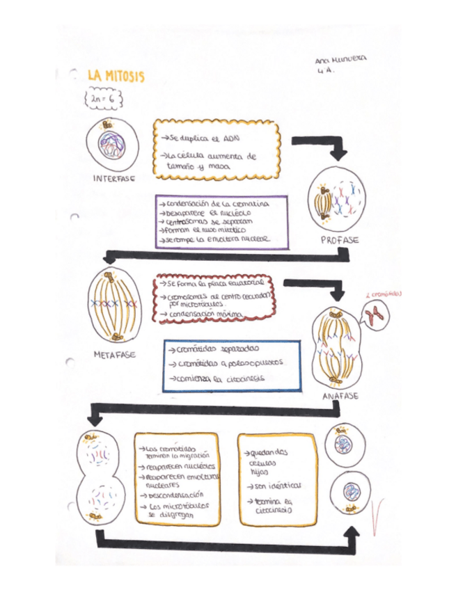 Miniatura del documento LA-MITOSIS.pdf