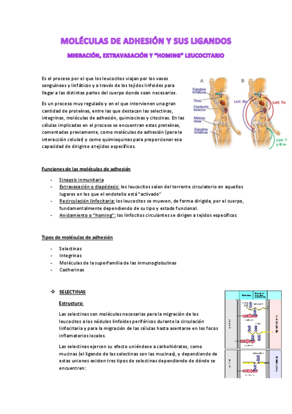 Miniatura del documento Tema-10. Moléculas de adhesión