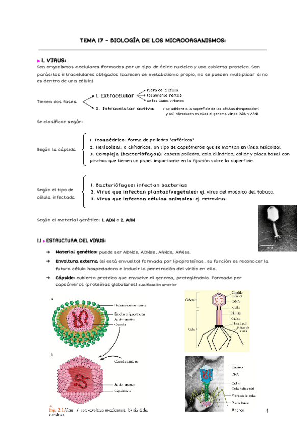 Miniatura del documento TEMA-17-BIOLOGIA-DE-LOS-MICROORGANISMOS-2.pdf