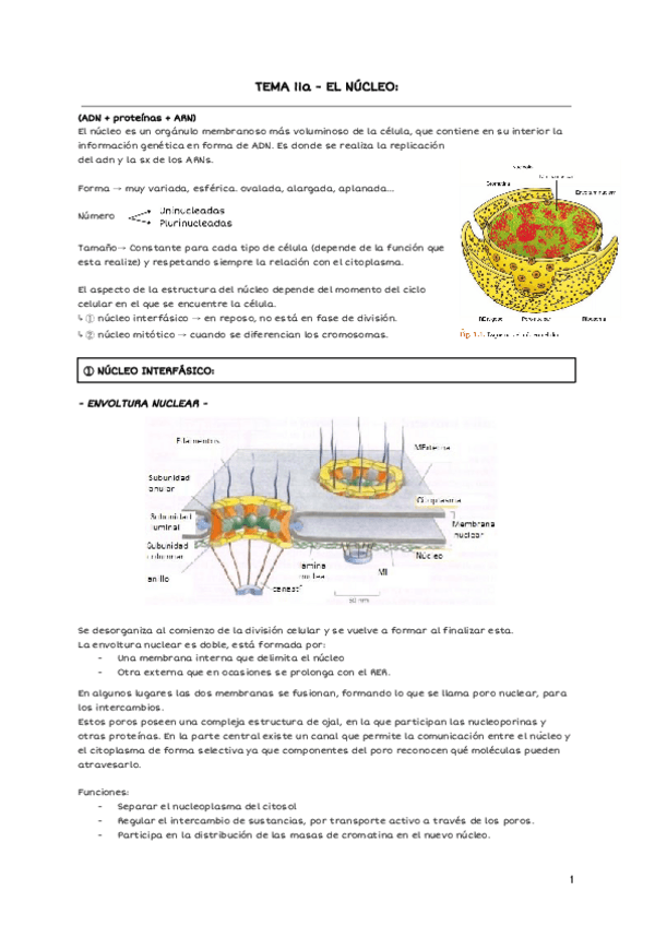 Miniatura del documento TEMA-11-a-EL-NUCLEO.pdf
