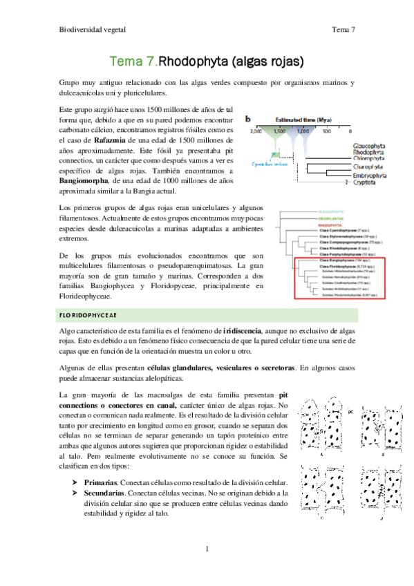 Miniatura del documento Biodiversidad-vegetal-Tema-7.pdf