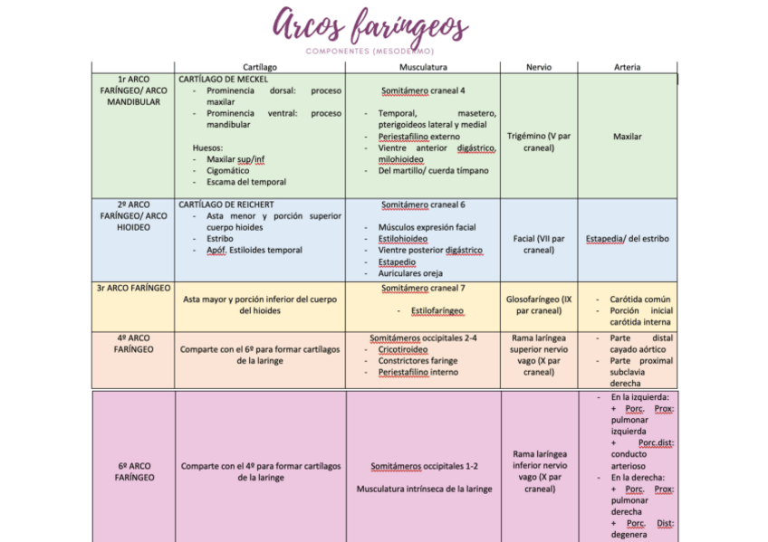 Miniatura del documento Arcos-faringeos.pdf