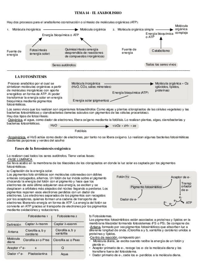Miniatura del documento El-anabolismo.pdf