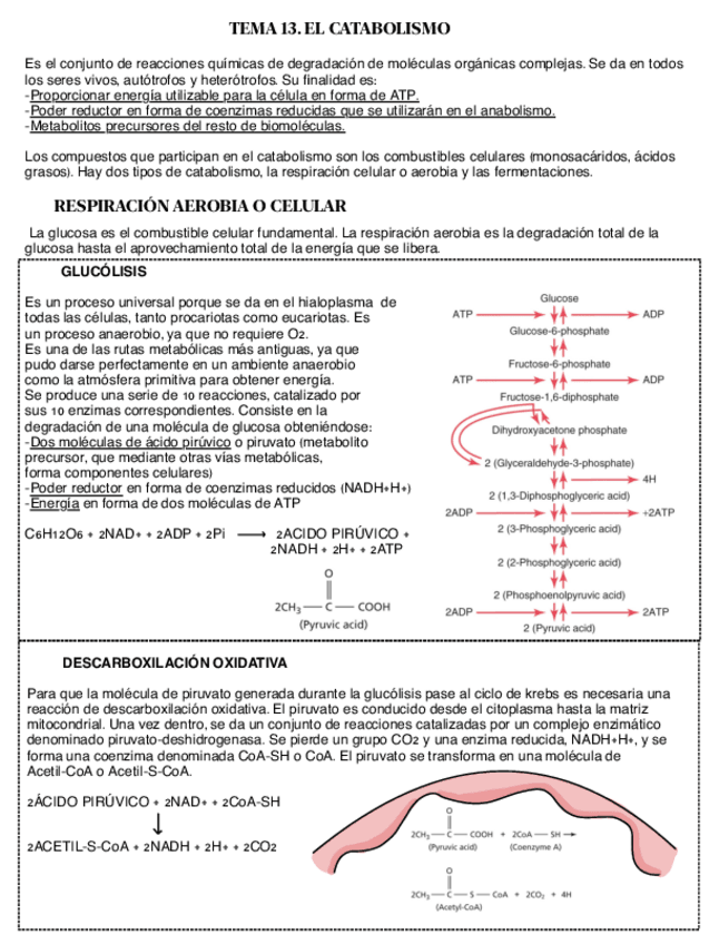 Miniatura del documento Catabolismo-.pdf