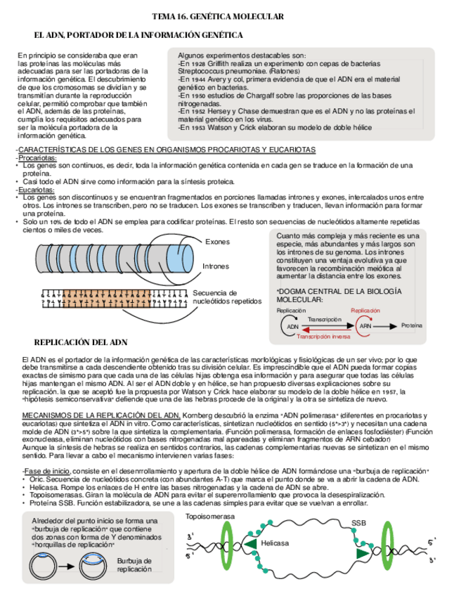 Miniatura del documento GENETICA-MOLECULA-.pdf