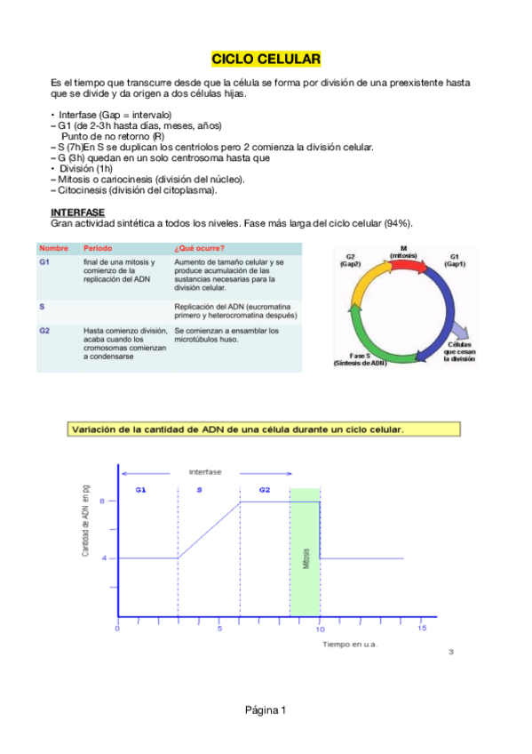 Miniatura del documento CICLO-CELULAR.pdf