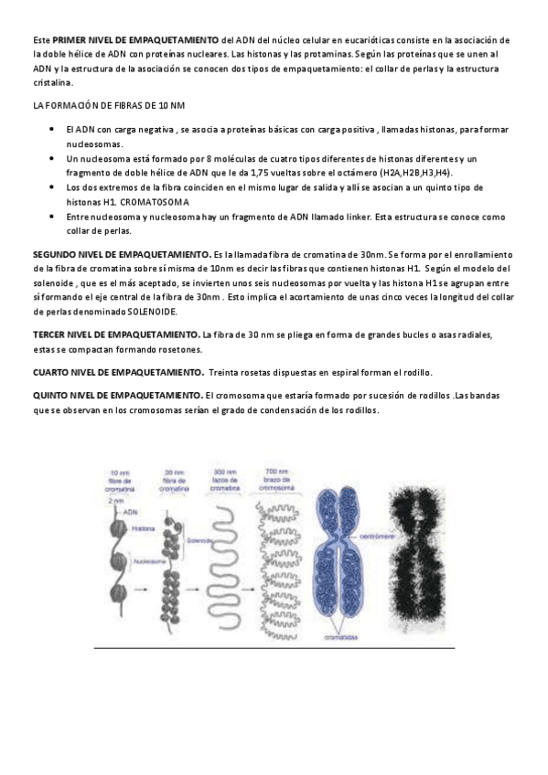 Miniatura del documento ACIDOS-NUCLEICOS-II.pdf