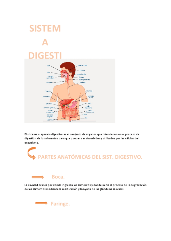 Miniatura del documento SISTEMA-DIGESTIVO.pdf