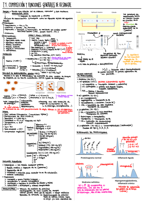 Miniatura del documento T1.pdf