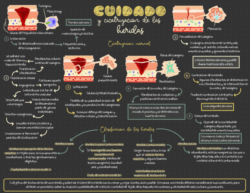 Miniatura del documento CICATRIZACION.pdf