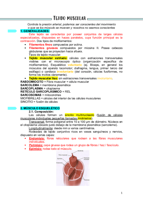 Miniatura del documento Tejido-muscular.pdf