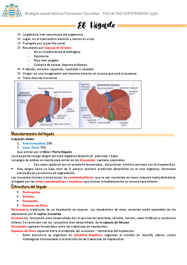 Miniatura del documento El-Higado.pdf