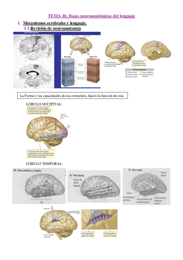 Miniatura del documento APUNTES-Tema-1B.pdf