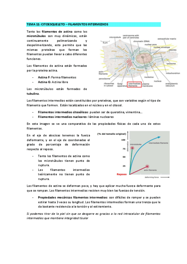Miniatura del documento TEMA-11-FILAMENTOS-INTERMEDIOS.pdf