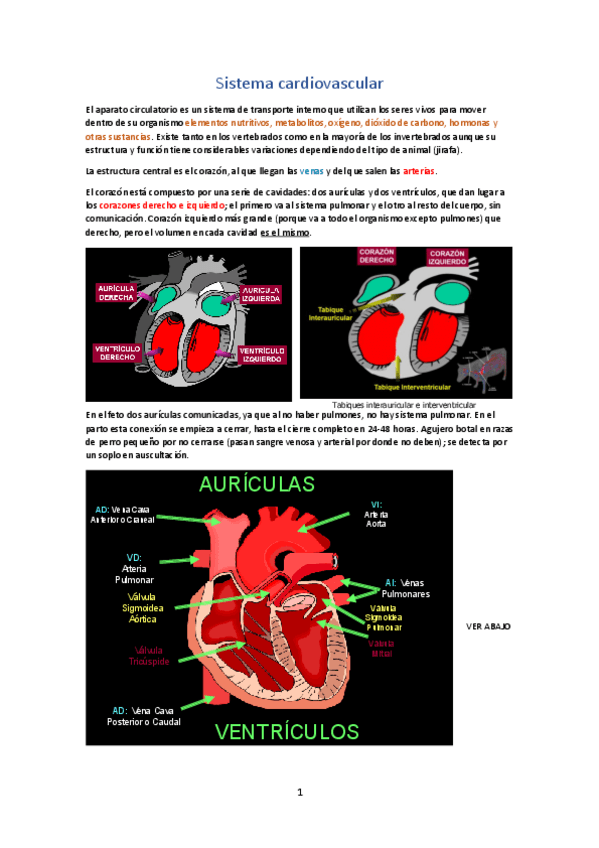 Miniatura del documento Sistema-cardiovascular.pdf