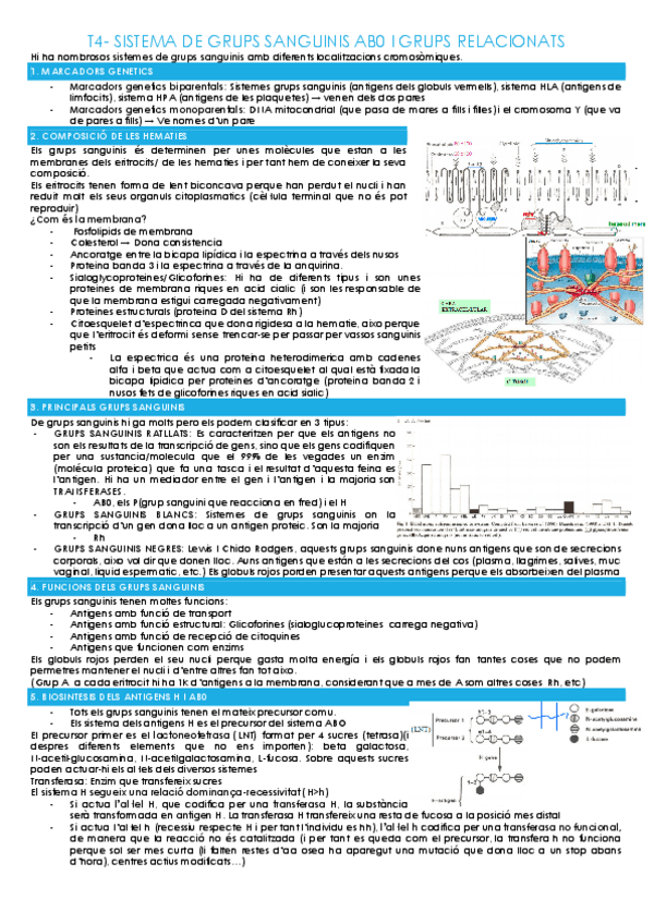 Miniatura del documento T4-SISTEMA-DE-GRUPS-SANGUINIS-AB0-I-GRUPS-RELACIONATS.pdf