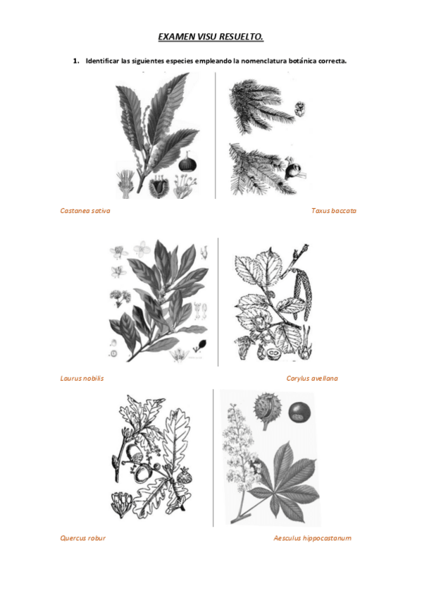 Miniatura del documento EXAMEN VISU RESUELTO.pdf