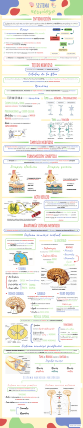 Miniatura del documento Infografía Sistema Nervioso.jpg