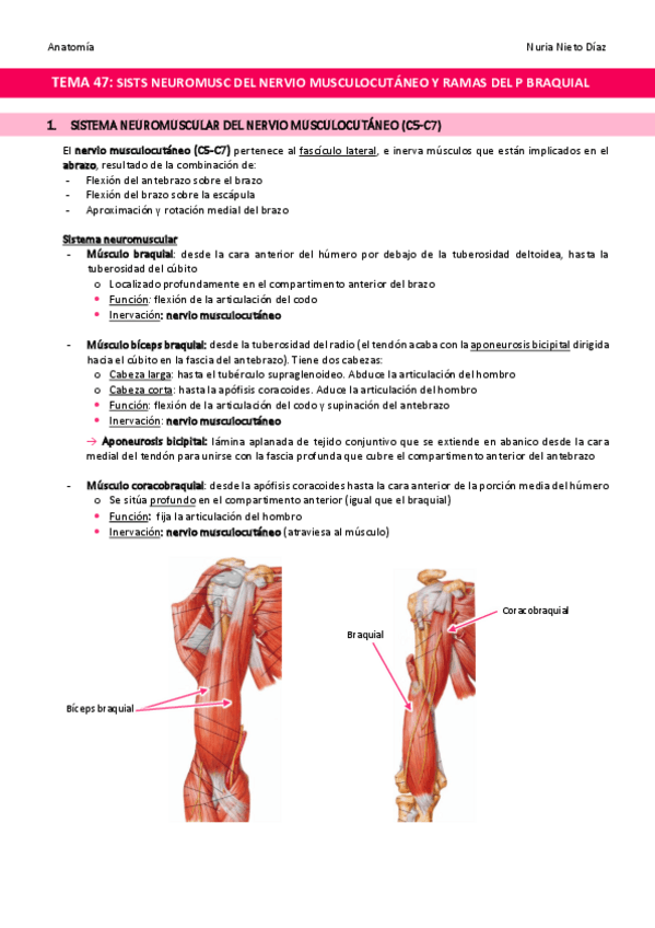 Miniatura del documento TEMA-47-Sistemas-neuromusculares-del-nervio-musculocutaneo-y-de-ramas-directas-del-plexo-braquial.pdf