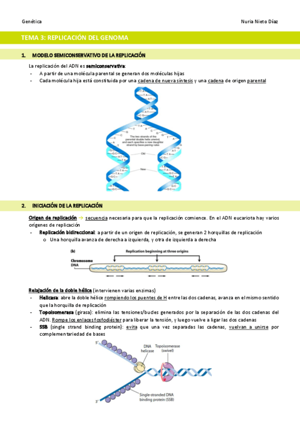 Miniatura del documento TEMA-3-Replicacion-del-genoma.pdf