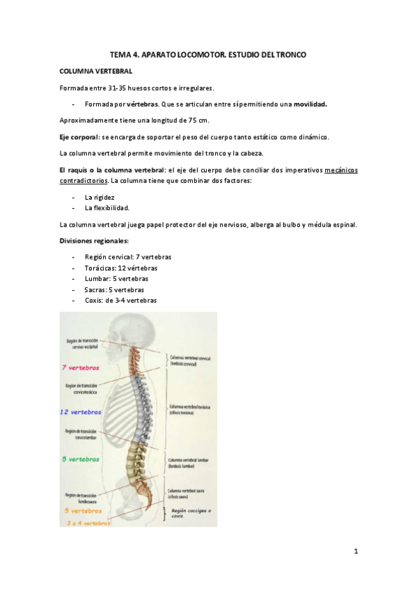 Miniatura del documento TEMA 4. Anatomia.pdf