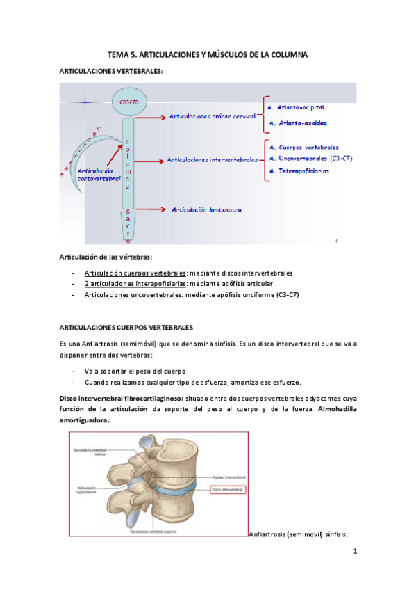 Miniatura del documento TEMA 5. Anatomia.pdf