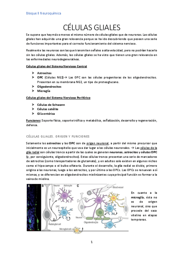 Miniatura del documento CELULAS-GLIALES.pdf