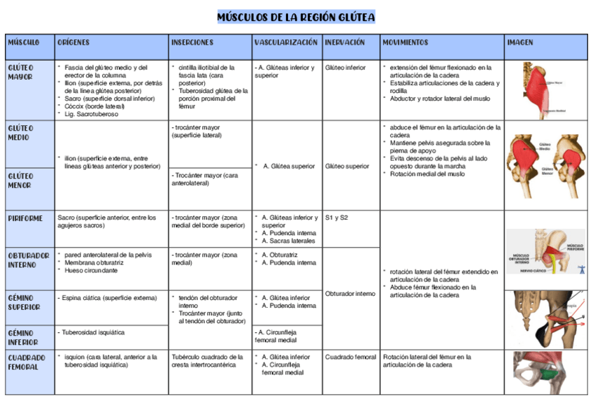 Miniatura del documento Musculos-Region-glutea.pdf