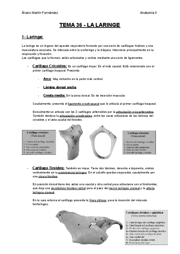 Miniatura del documento TEMA-36-LA-LARINGE.pdf