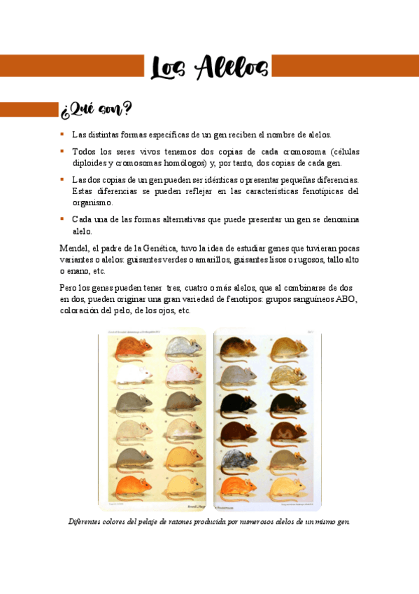 Miniatura del documento Los-alelos.pdf