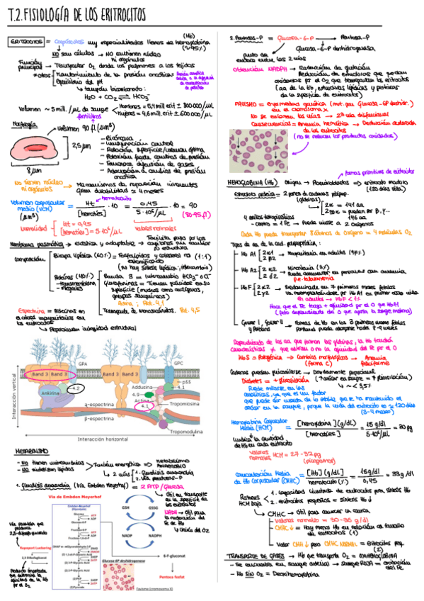 Miniatura del documento T2.pdf