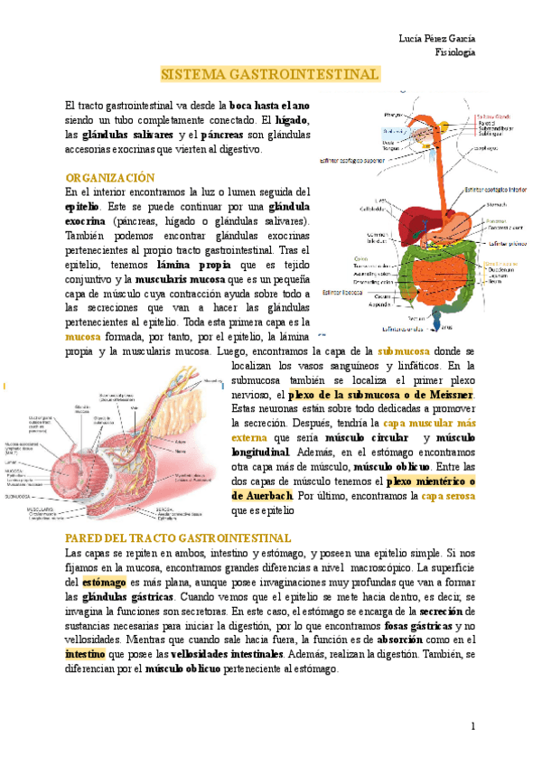 Miniatura del documento SISTEMA-GASTROINTESTINAL.pdf