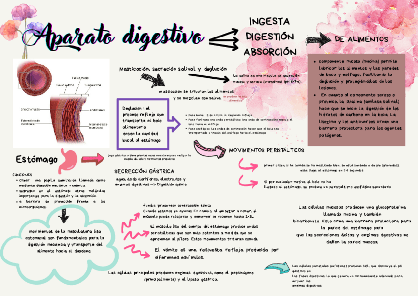 Miniatura del documento APARATO-DIGESTIVO-TEMA-4.pdf