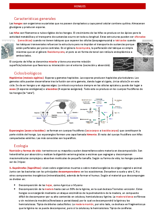 Miniatura del documento hongos.pdf