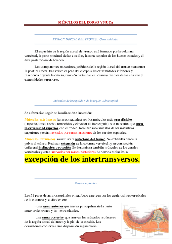 Miniatura del documento 4-Musculos-del-dorso-y-nuca.pdf