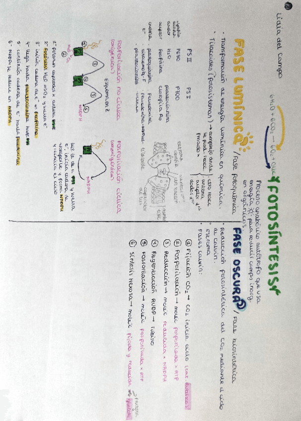Miniatura del documento Fotosintesis.pdf