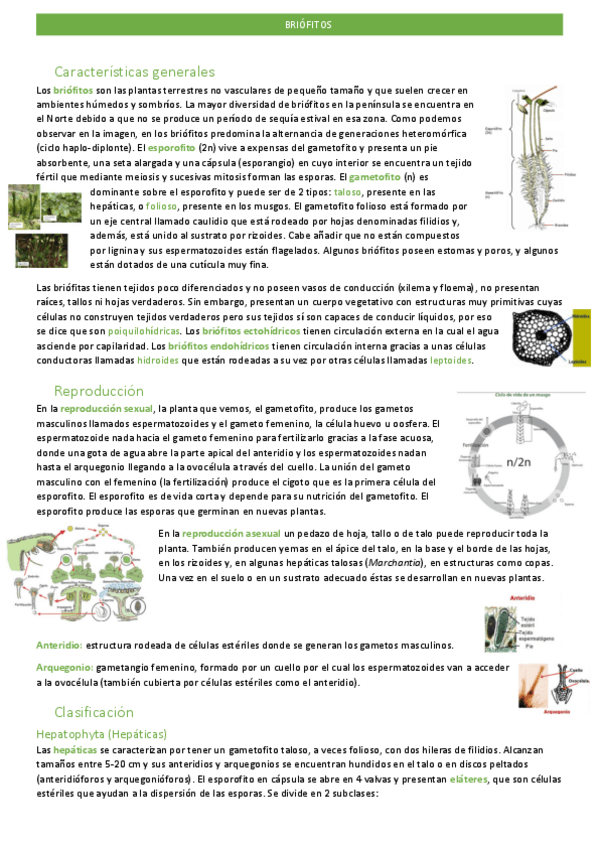 Miniatura del documento briofitos.pdf