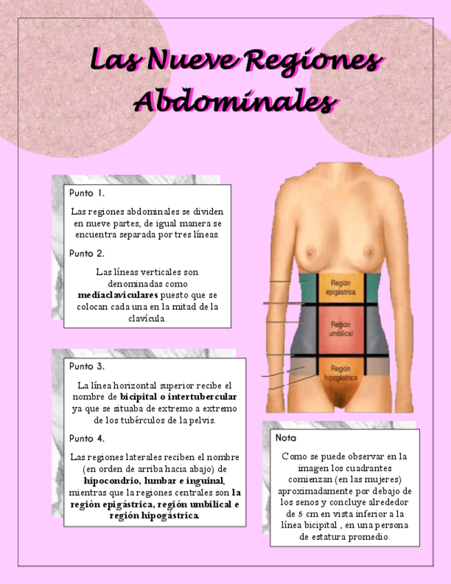 Miniatura del documento las-nueves-regiones-abdominales.pdf