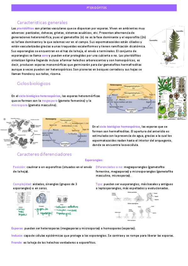 Miniatura del documento pteridofitos.pdf